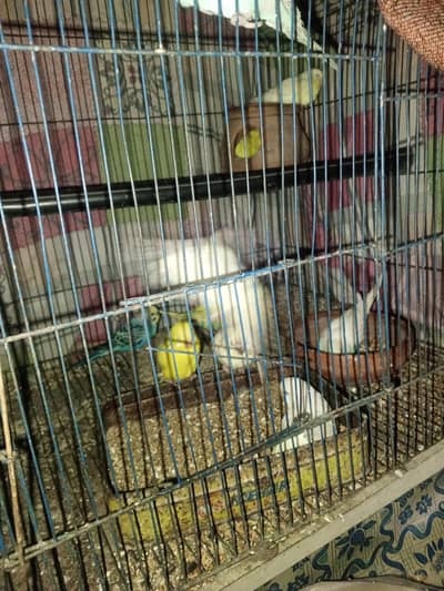 Australian parrot Sale full Setup