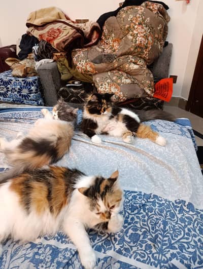 3 beautiful calico females and 1 white male for sale