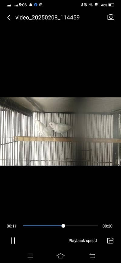 Love bird breeder pair for sale