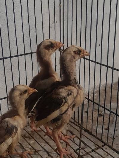 Mianwali aseel chicks