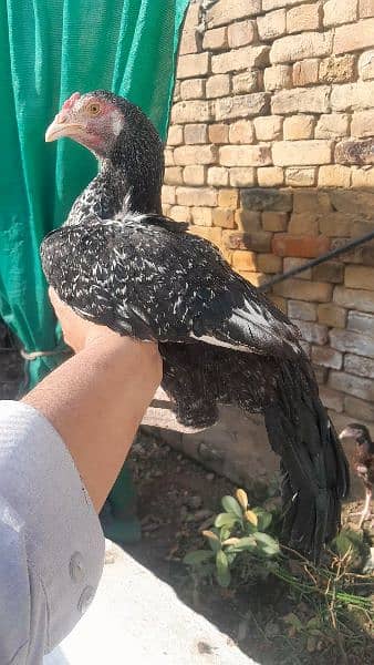 Mianwali aseel pthyan pthy