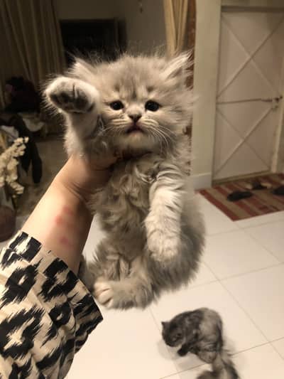 Persian kitten