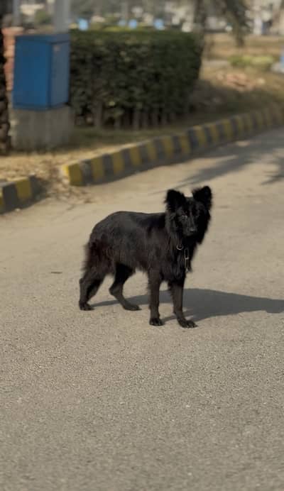 German Shepherd Female | Long Coat  | Dog For Sale | GSD