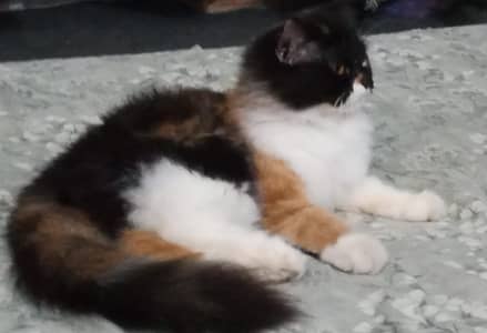 Calico female urgently sale