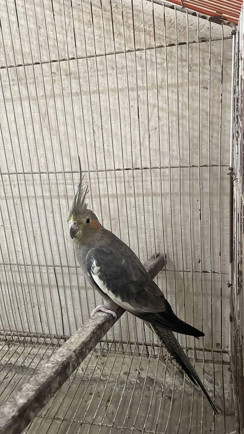 Withe Wing coctail 0