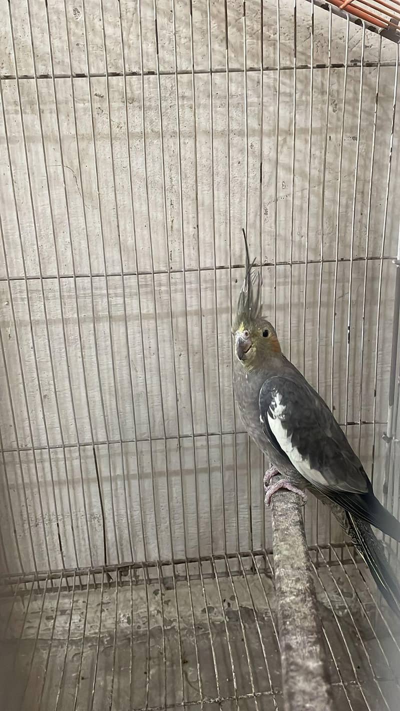 Withe Wing coctail 1