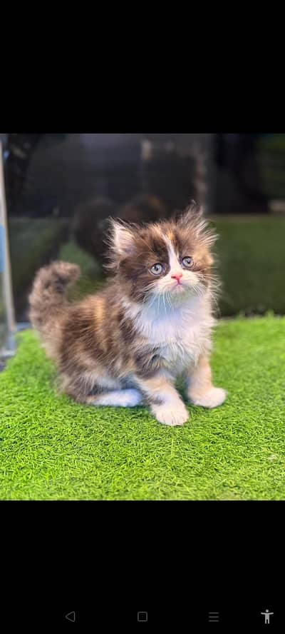 All cat's and kittens available