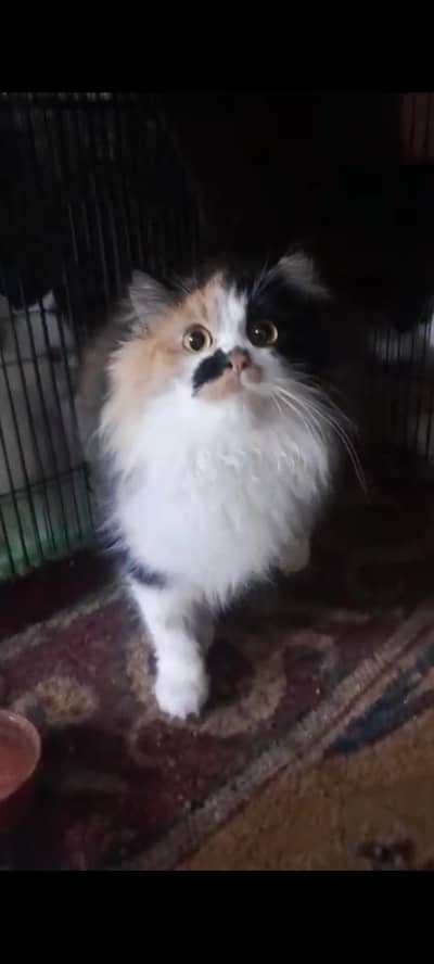 Persion Long coated calico female available for sale