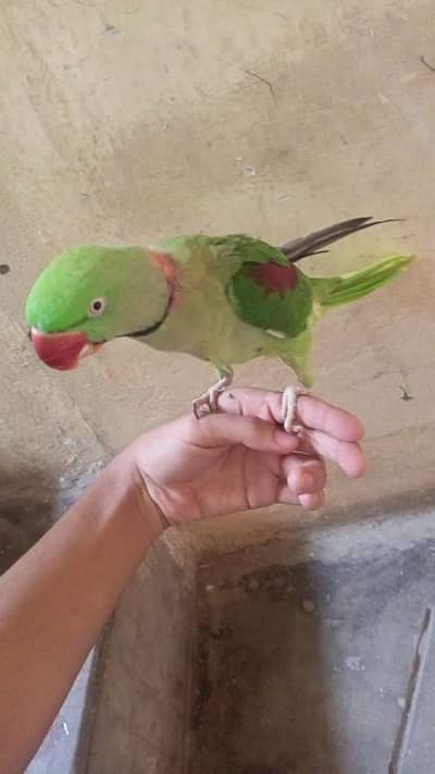 Kashmiri Raw Parrot 9 Month Age My Whatsapp 03151165664