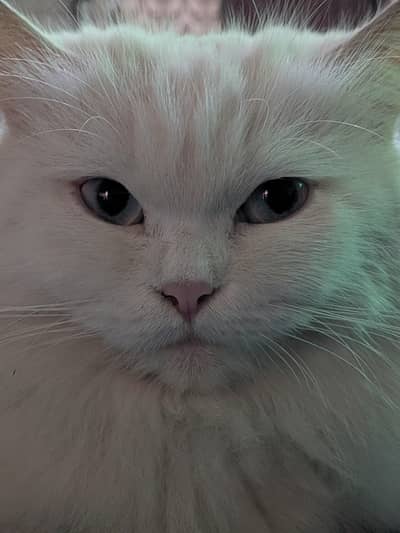 persian semi punch  pair cats for sale