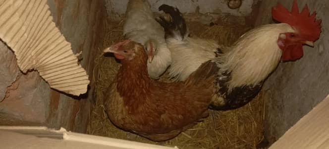 mashallah sy full fit hy Allah ky karam sy 03150133296 is pe contact