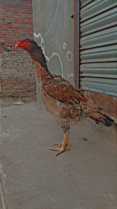 Jarman Shamo for sale