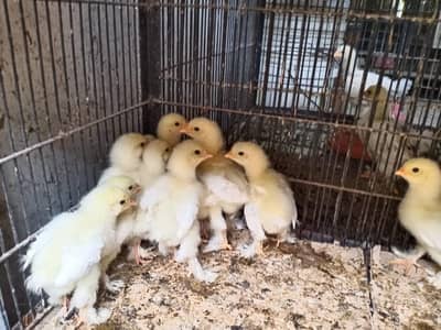 chicks for sale
