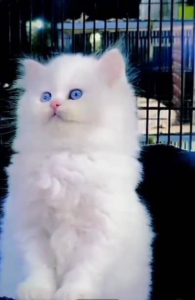 Persian cat kitten for sale. My WhatsApp 03472175246