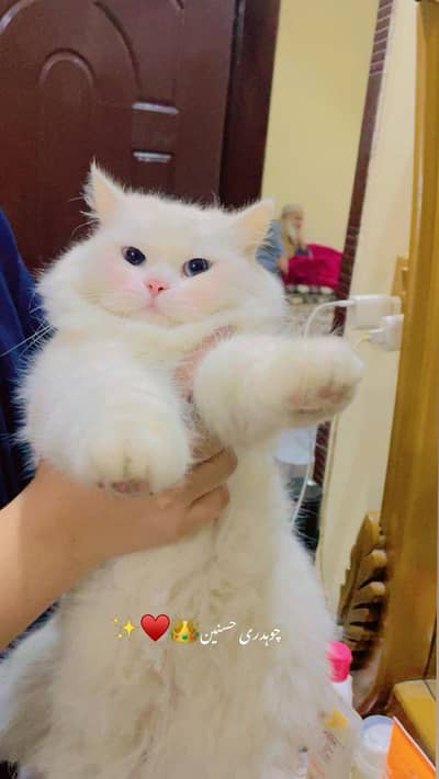 SKY BLUE, BLUE , WHITE ,GREY COMBINATION EYES