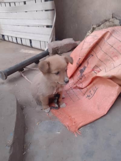 pista dog full active good condition