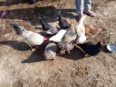 Golden Hens Golden Hens