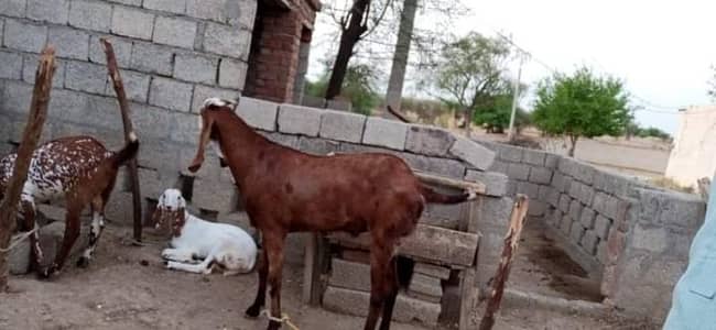desi Bakra for Sale Call 03405796364