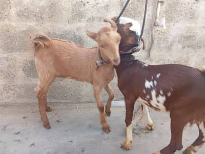 male female 5 man age hai teddy jis bhai ko bhi chahie aur aapta kar