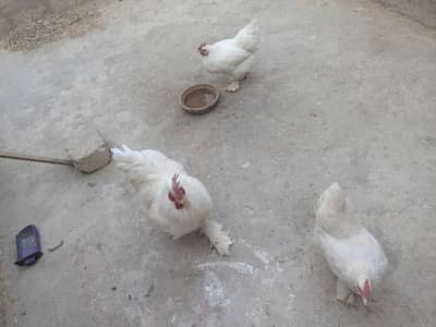 white buff tariyo or golden buff taiyo