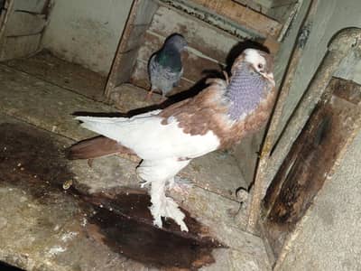 Red Magpai 8 Kali maile far saile radey to first bride