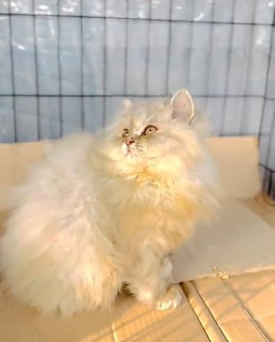 Persian cat kitten for sale. My WhatsApp 03472175246