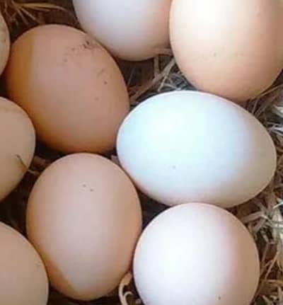 Dasi Egg available Rs45 per Egg
