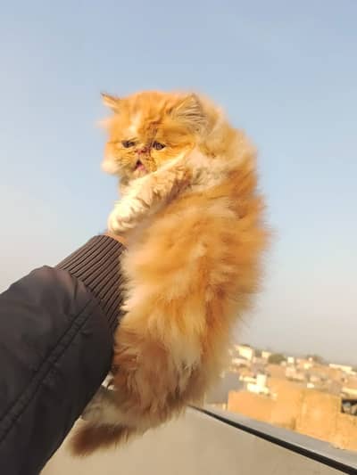Persian kittens| Triple Coated |Punch Face kittens fluffy| piki face