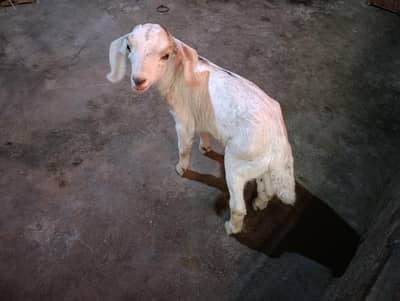 Bakri or bacha