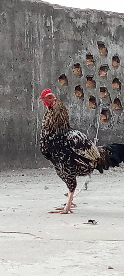 Aseel pure breed for sale urgent. 0 3 4 3.5 5 9 9 4 9 2