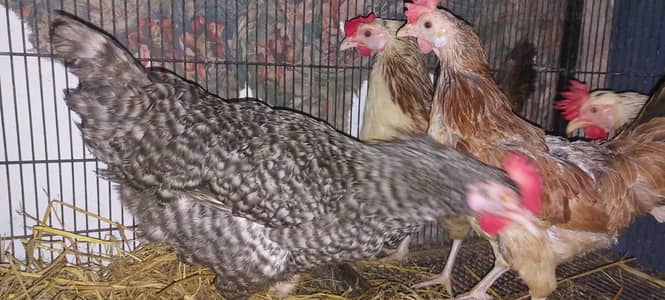 playmouth commercial