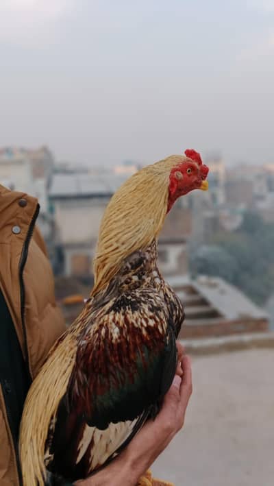 Aseel jawa home birds for sale whatapp py rabta kry 03110471128