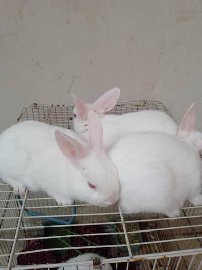 Breeding Rabbits Pair - 2 months old rabbits - 1 month old rabbit kits