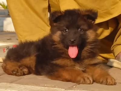 Triple coat German shepherd female
