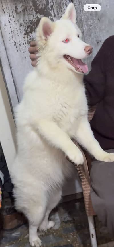 White husky