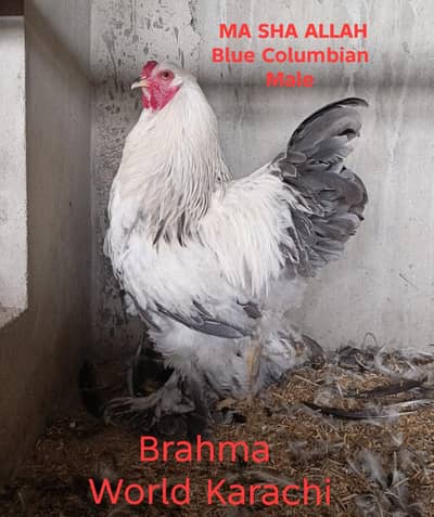 Blue columbian brahma