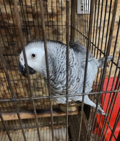 Congo African Grey