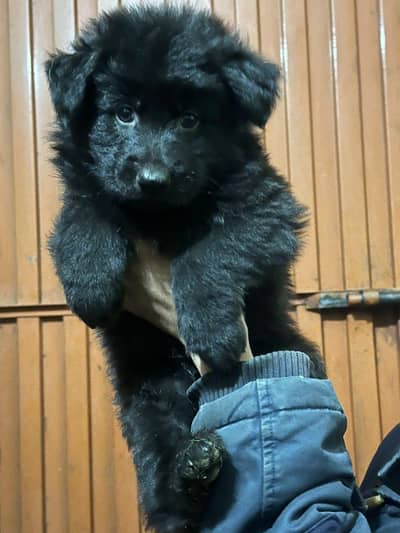 black German Shepard female available