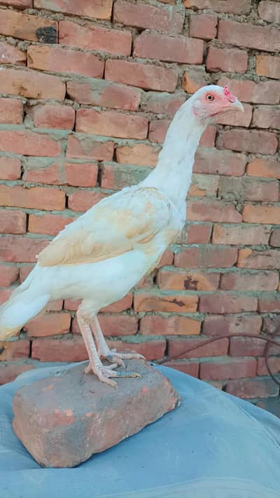 Pure Aseel White Female // Price Fixed Hai