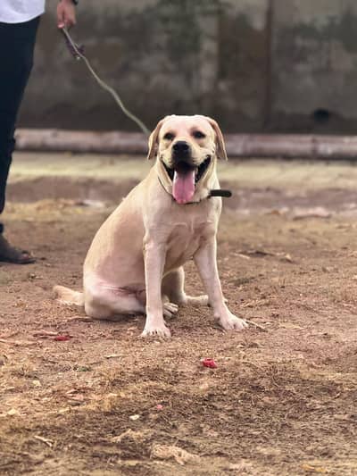 Labrador retriever stud male
