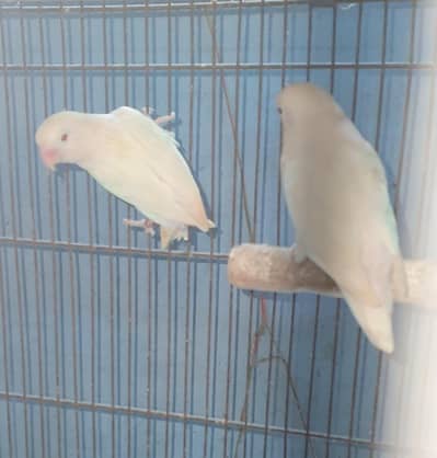 albino black eye pair