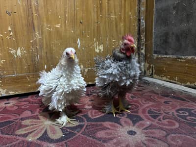 Bantam frizzle pair for sale or exchange ho gye ga