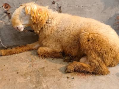 Mundra chtra for sale