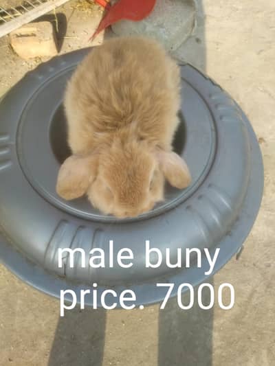 Holland lop top covalti bunys