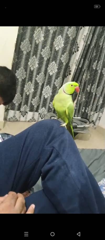 make talking parrot