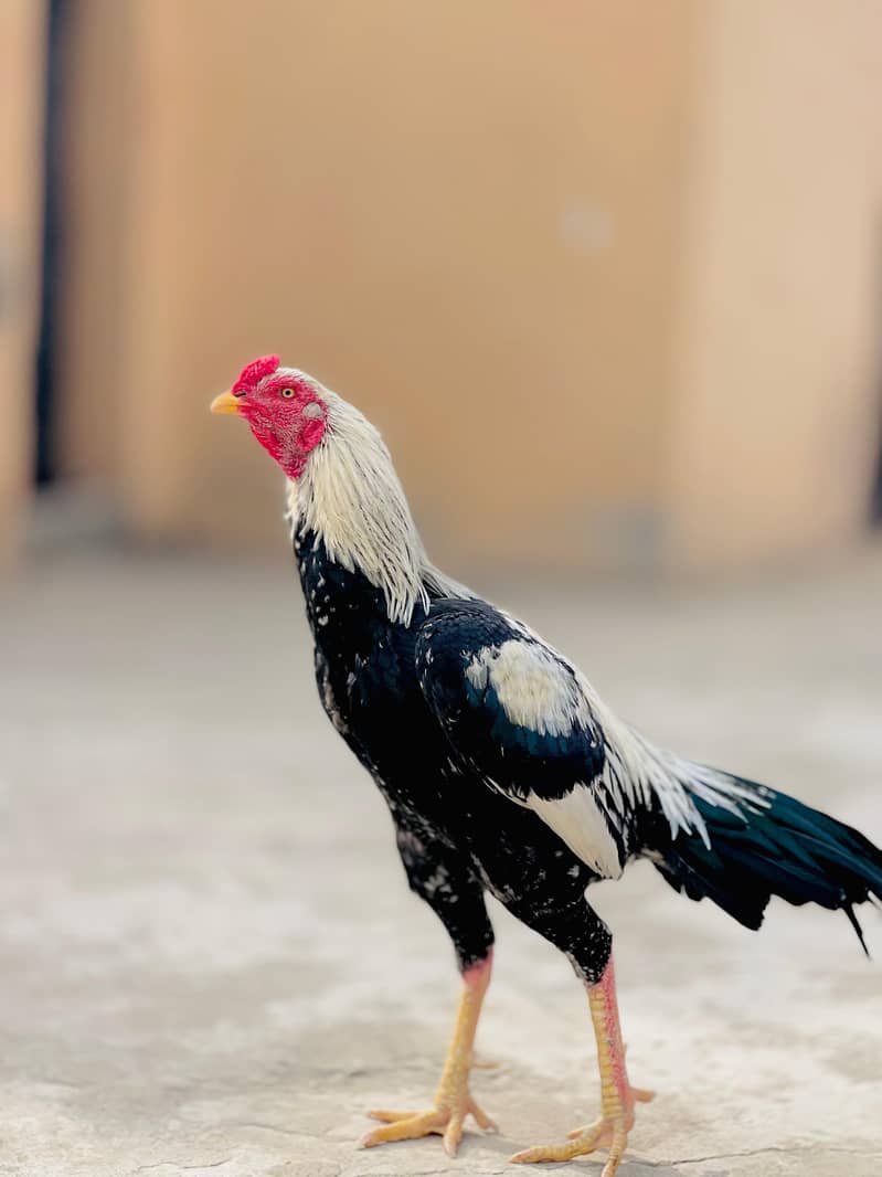 aseel chitta java 10