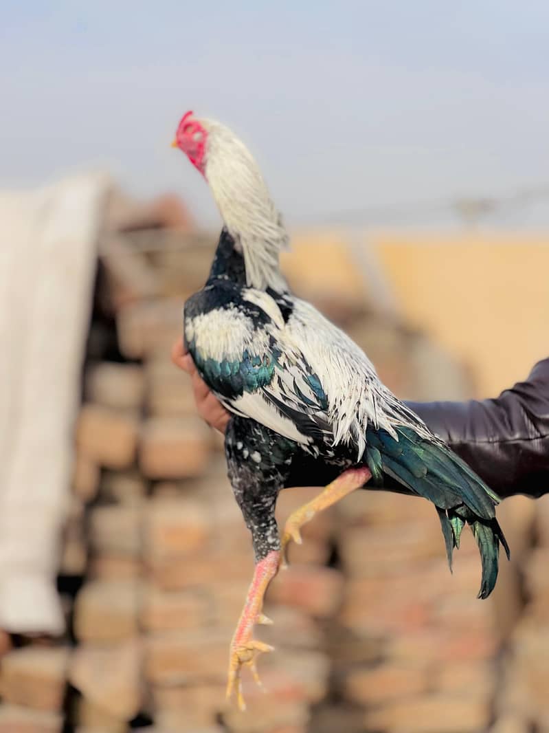 aseel chitta java 11