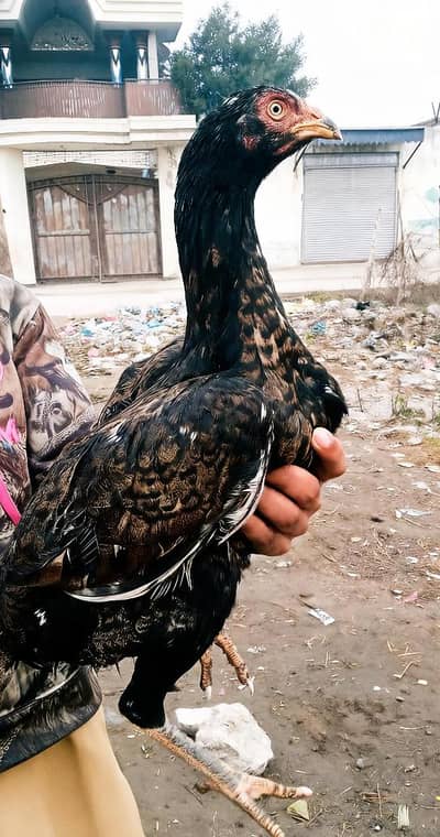 king size Shamo female (w)03/23/98/45/711