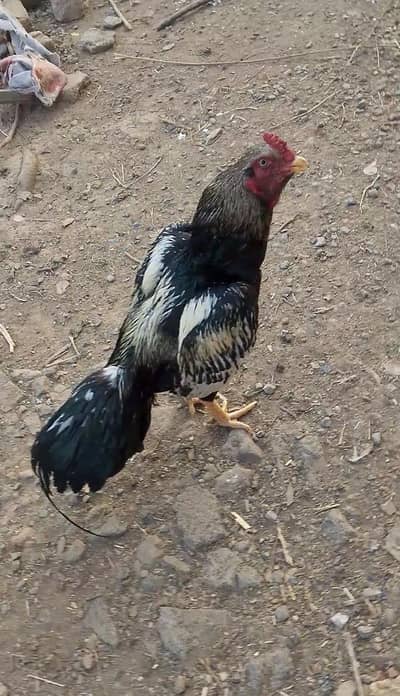 quality aseel bird available contact to watsapp number