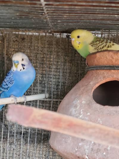 Birds available for sale